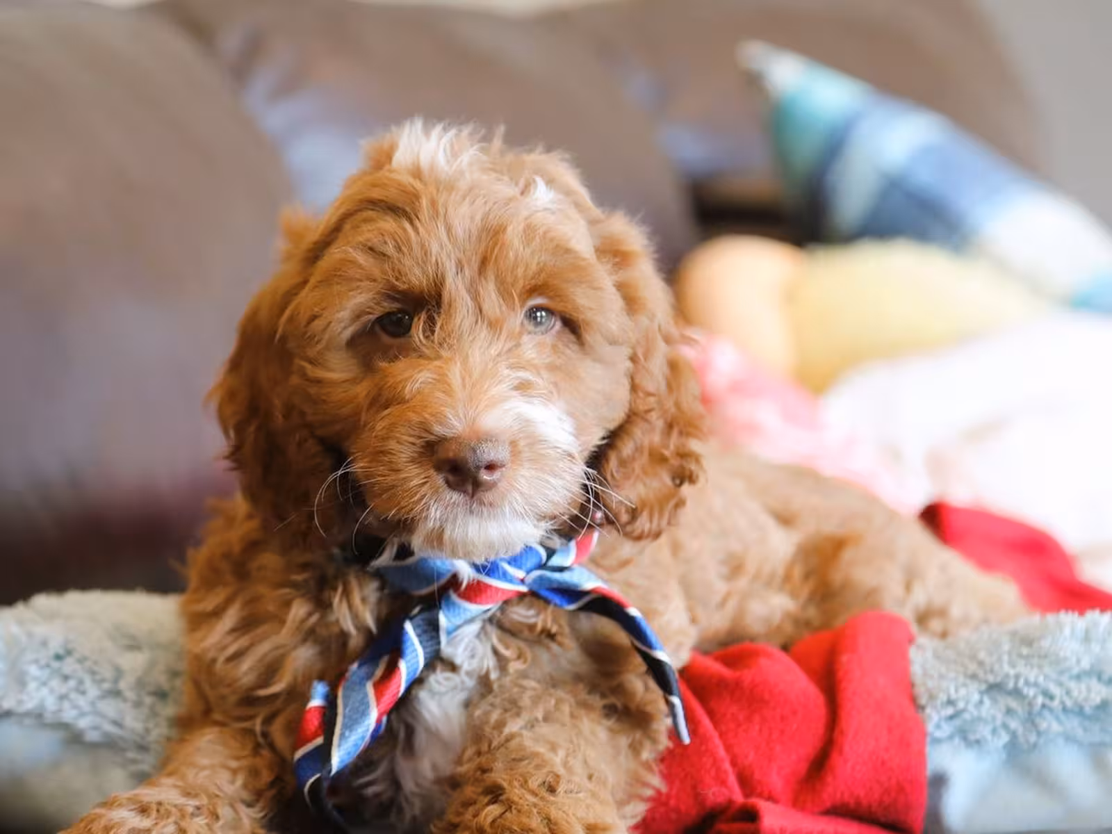 QUEENIE – GOLDENDOODLE PUPPY