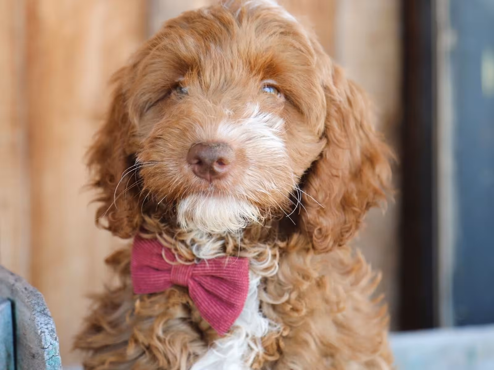 QUEENIE – GOLDENDOODLE PUPPY
