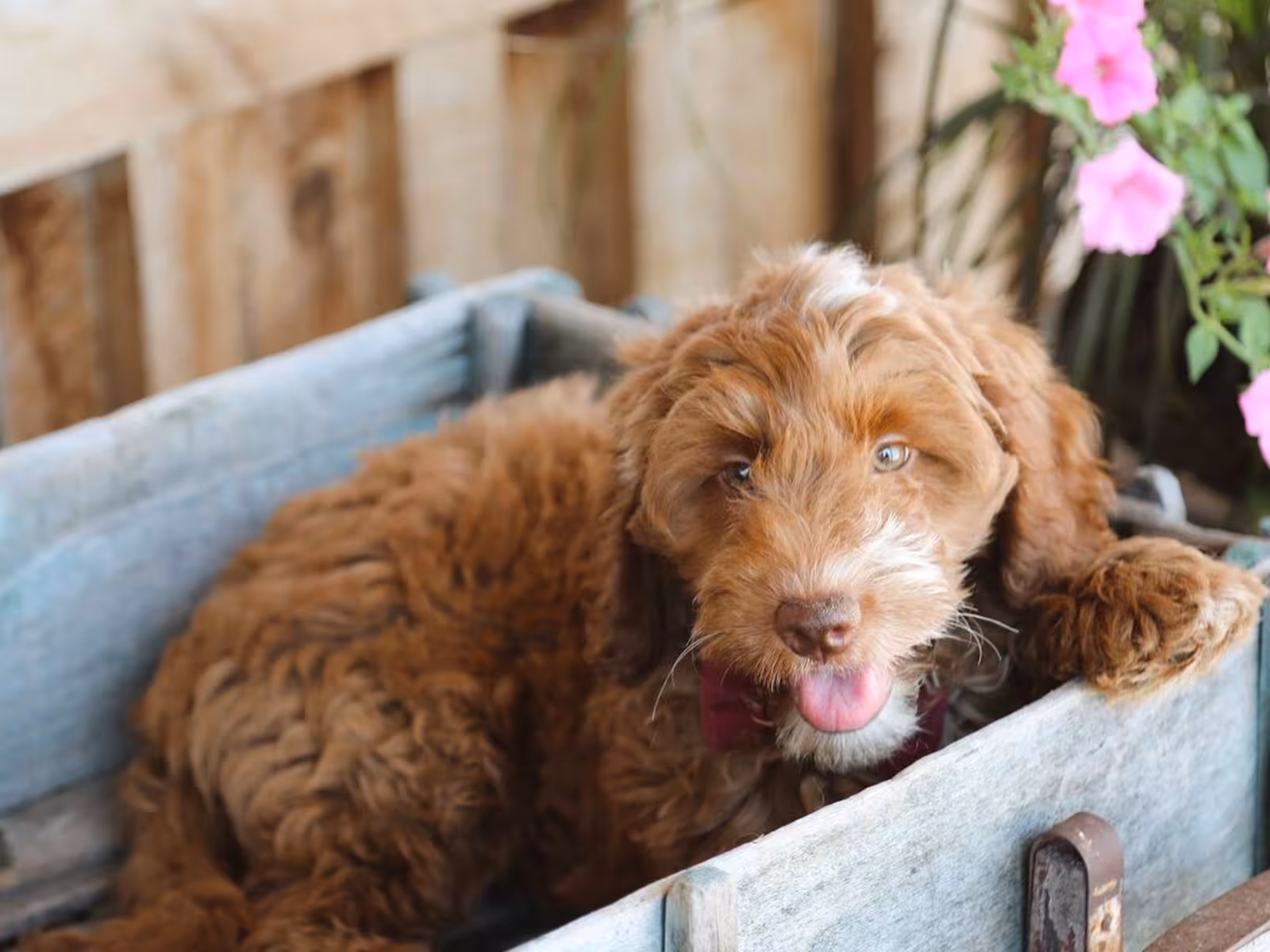QUEENIE – GOLDENDOODLE PUPPY