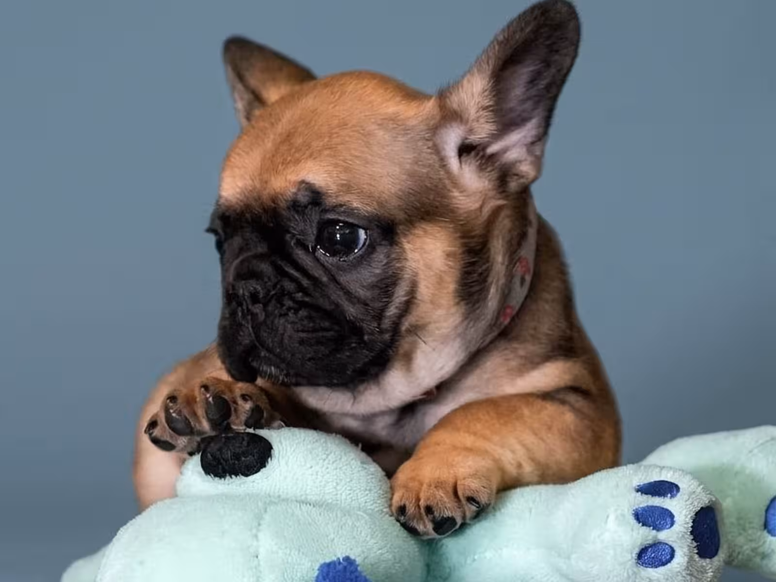 Male Fawn Puppy for Sale | Born May 22, 2026 |