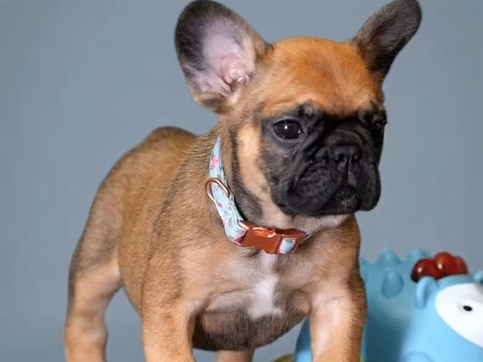 Male Fawn Puppy for Sale | Born May 22, 2026 |