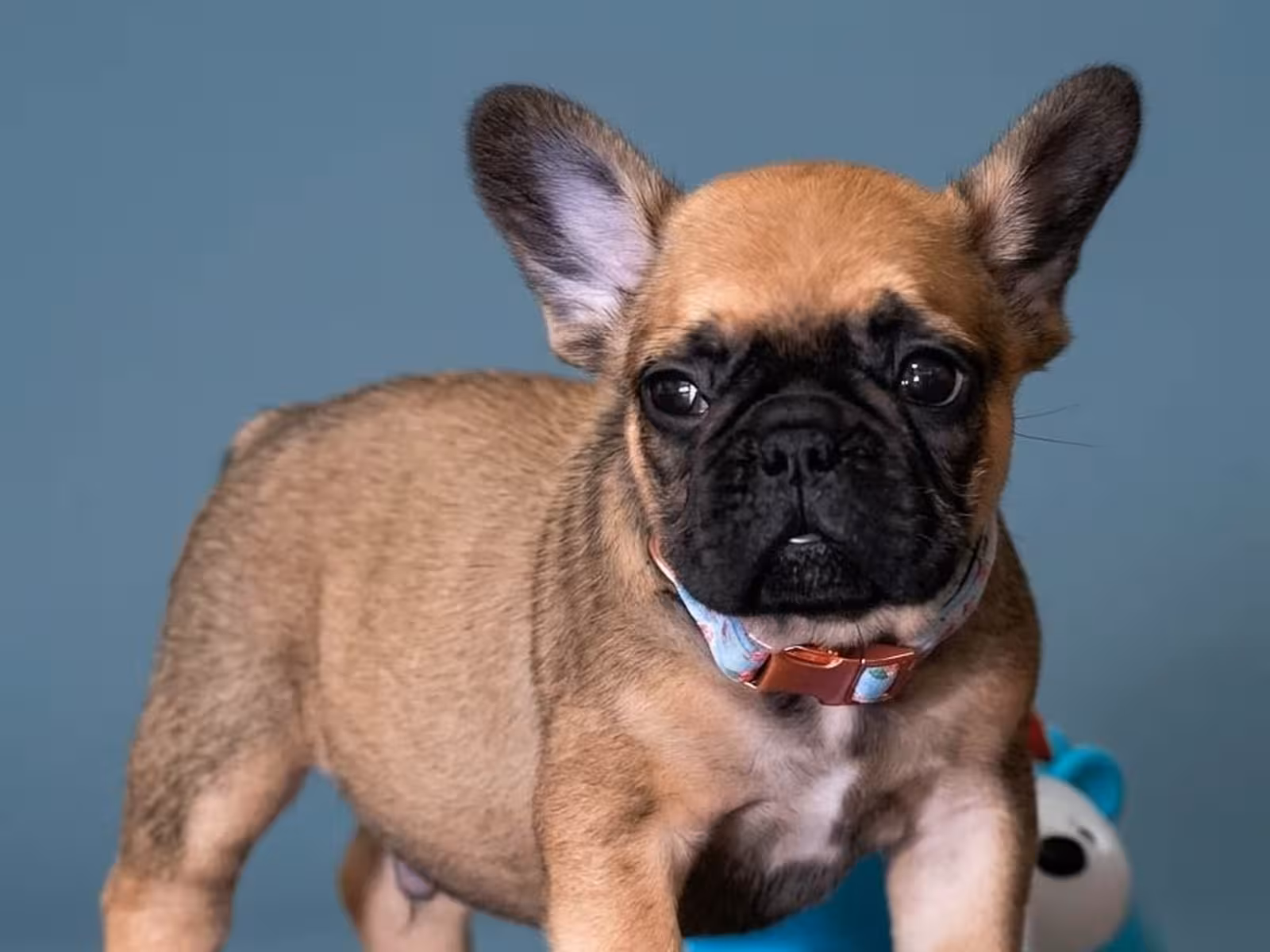 Male Fawn Puppy for Sale | Born May 22, 2026 |