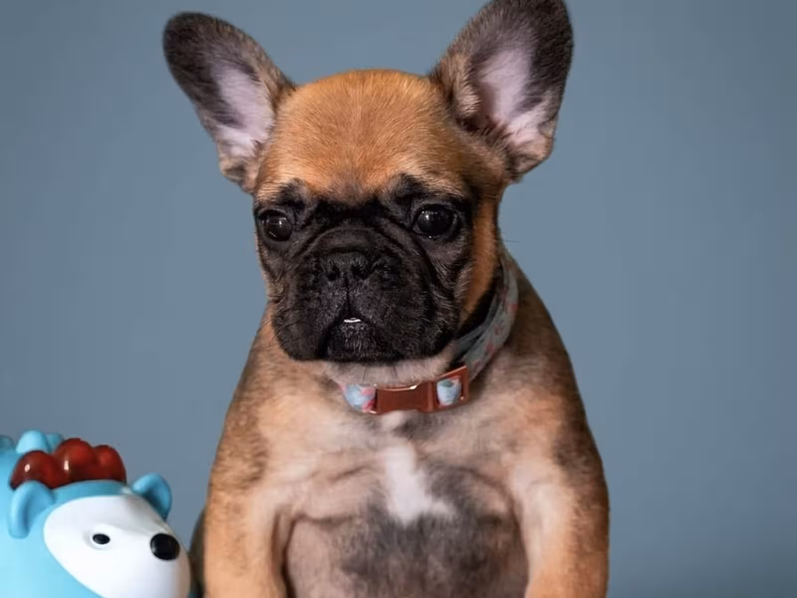 Male Fawn Puppy for Sale | Born May 22, 2026 |