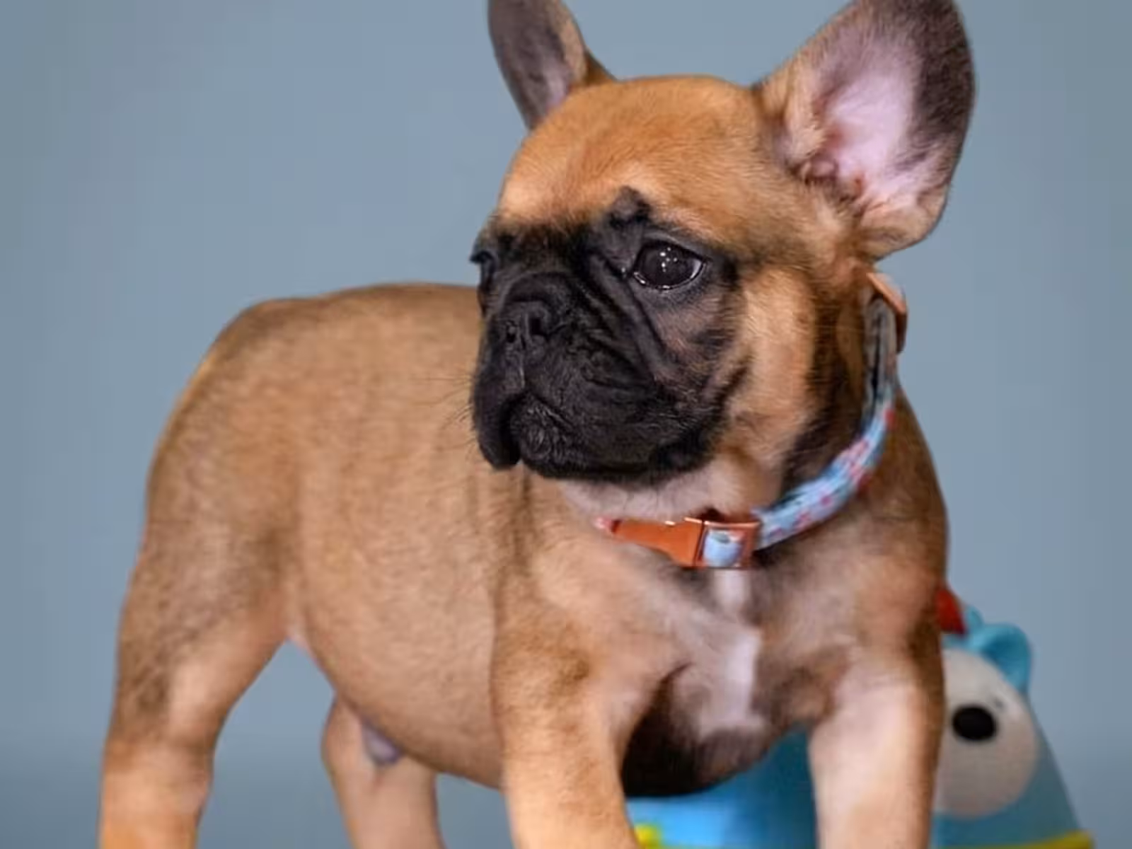 Male Fawn Puppy for Sale | Born May 22, 2026 |