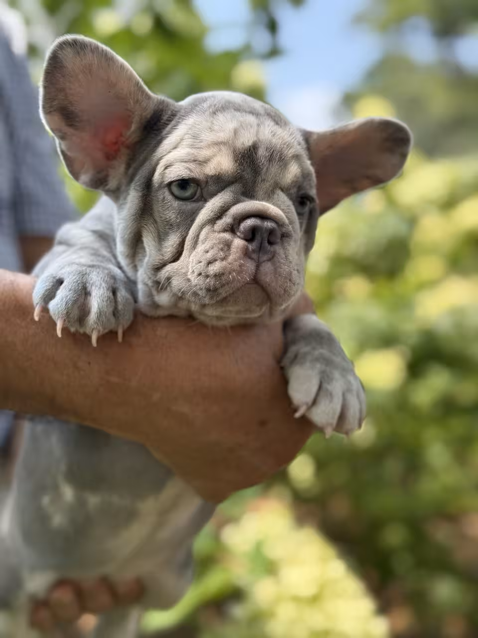 Frech Bulldog 🐶 puppy 🐶 Femal 🐶