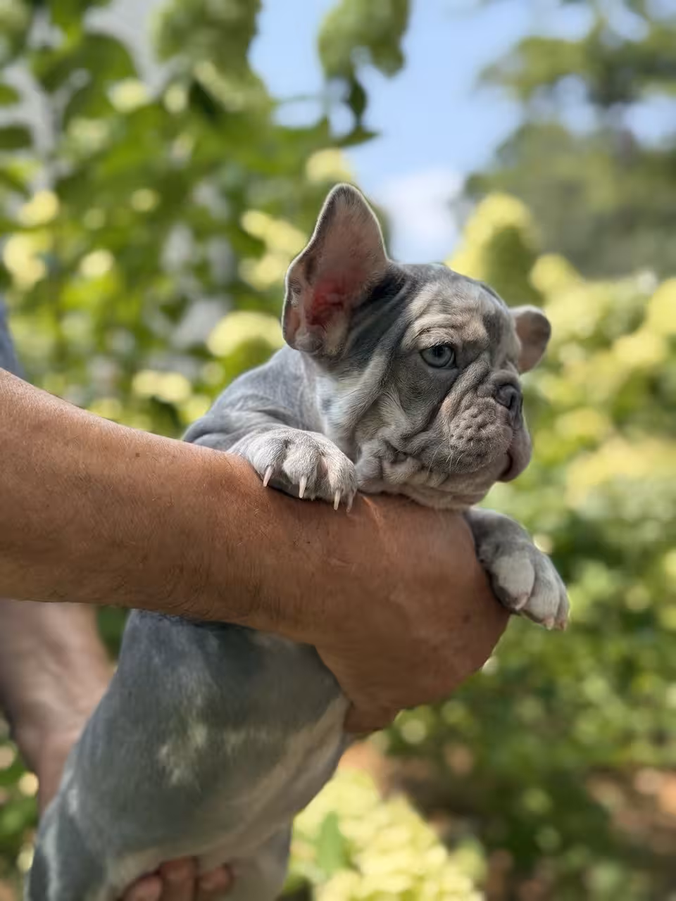 Frech Bulldog 🐶 puppy 🐶 Femal 🐶