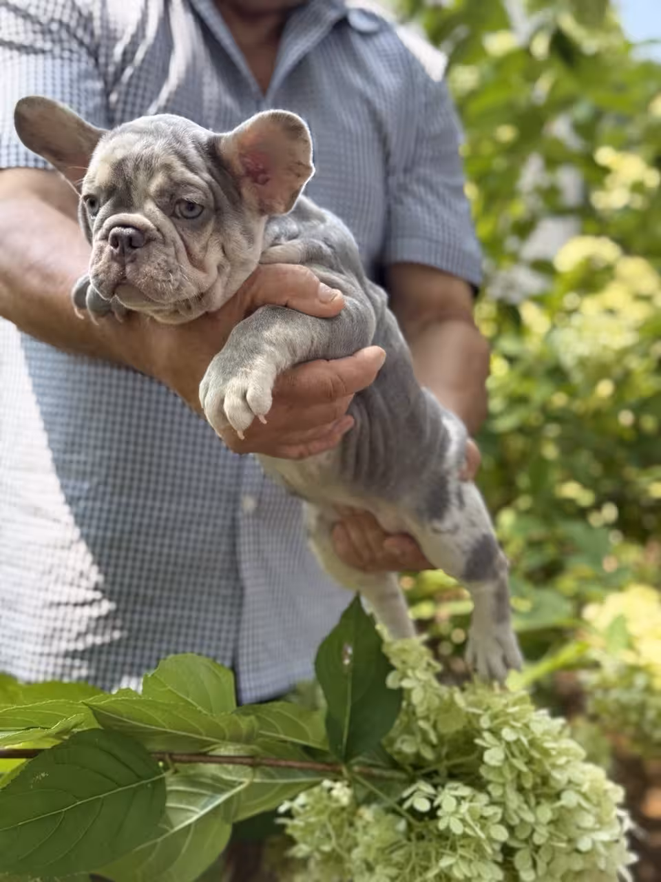 Frech Bulldog 🐶 puppy 🐶 Femal 🐶