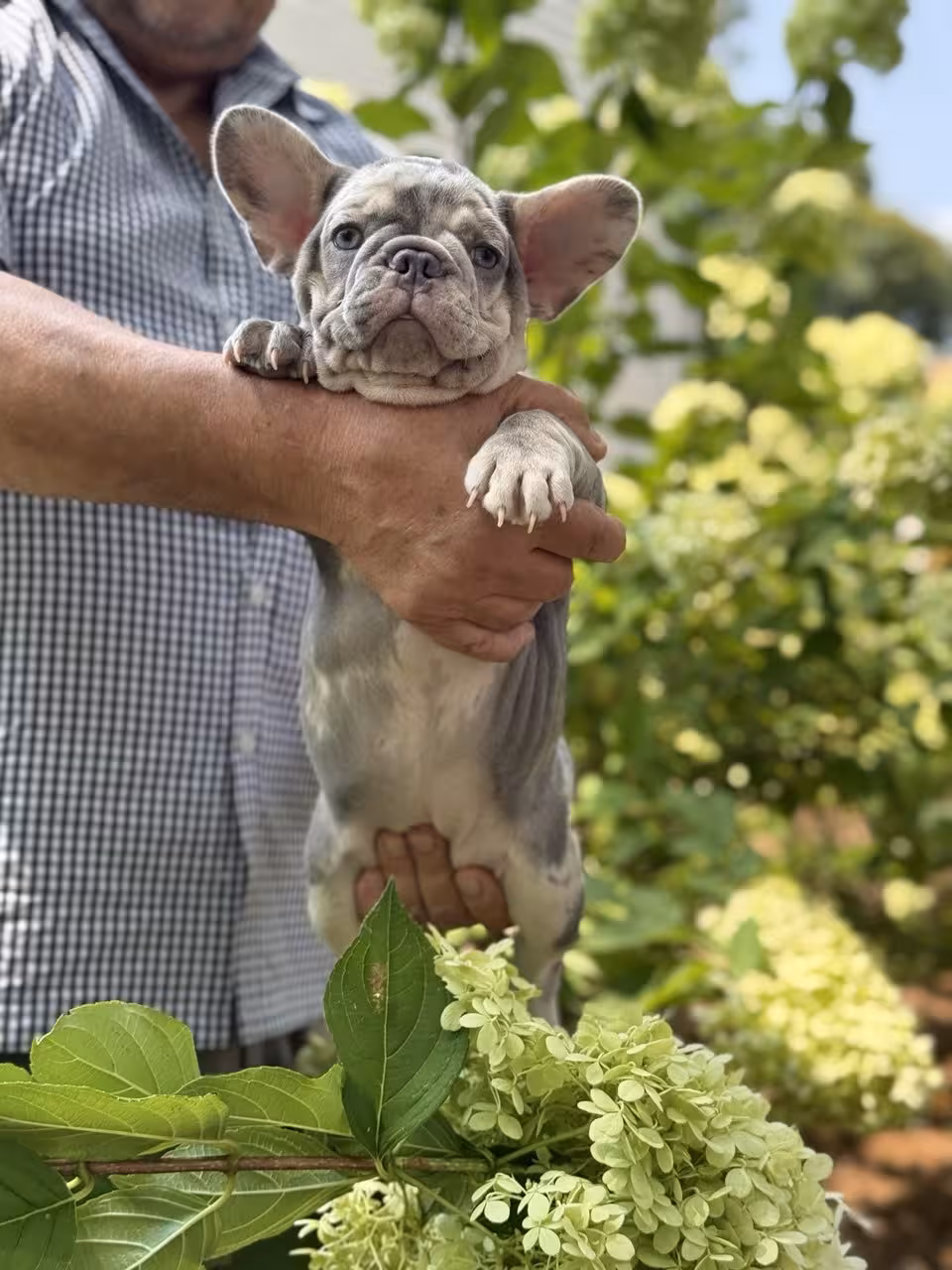 Frech Bulldog 🐶 puppy 🐶 Femal 🐶