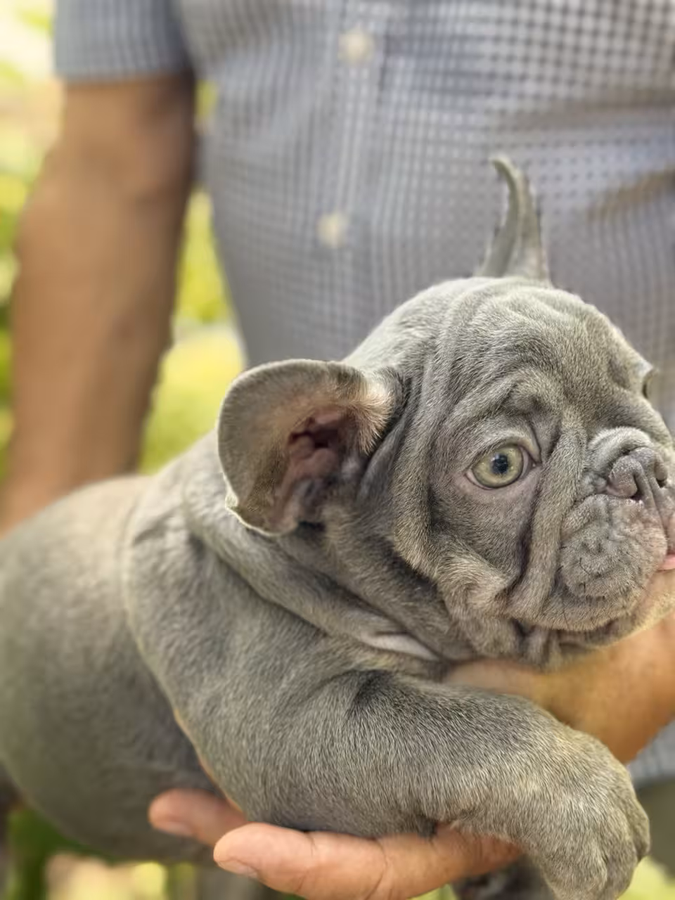 Frech Bulldog 🐶 puppy 🐶 Male 🐶