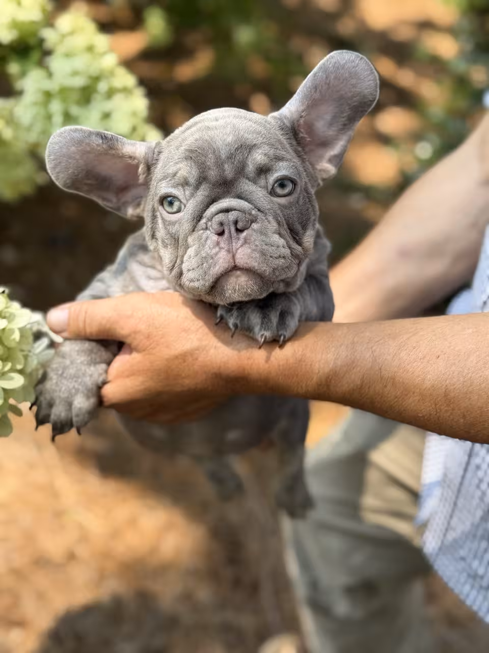 Frech Bulldog 🐶 puppy 🐶 Male 🐶