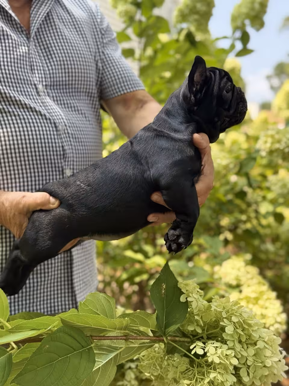 Frech Bulldog puppy 🐶 Femal 🐶