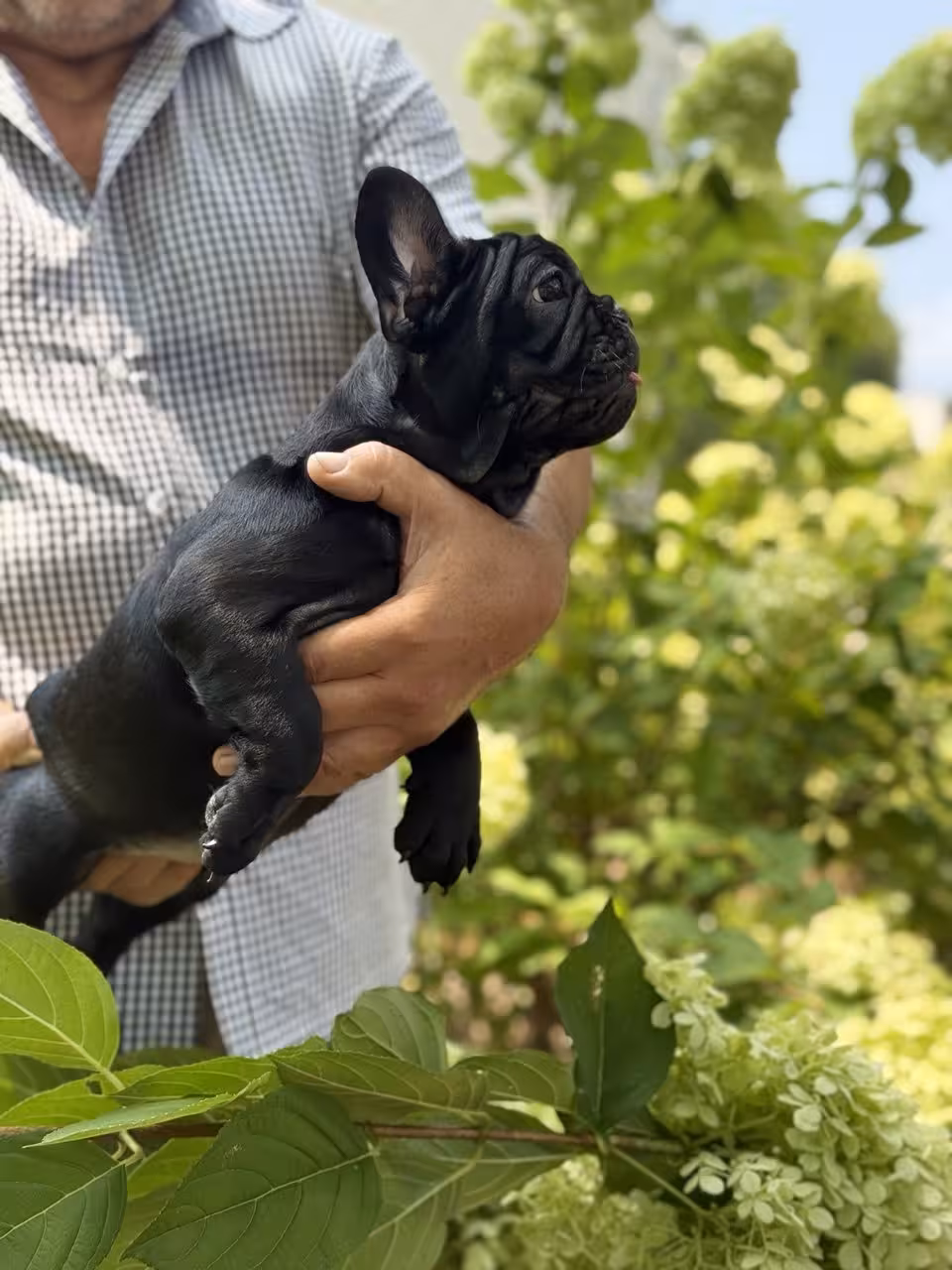 Frech Bulldog puppy 🐶 Femal 🐶