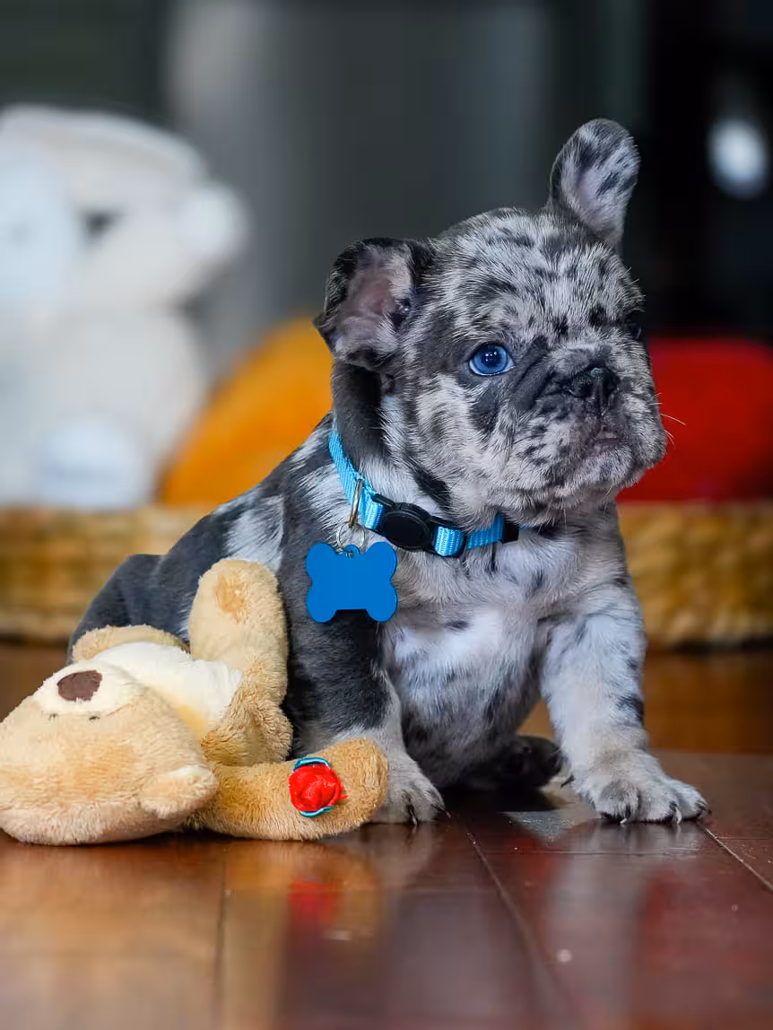 Meet Your Future Best Friend: Stunning Male Blue Merle French Bulldog