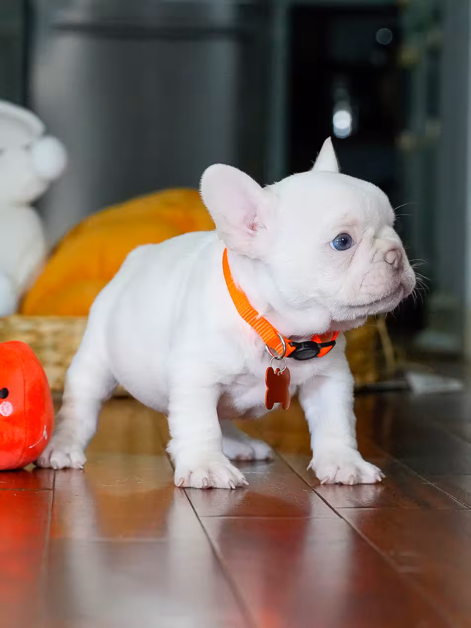 Male Platinum French Bulldog Puppy | AKC Registered