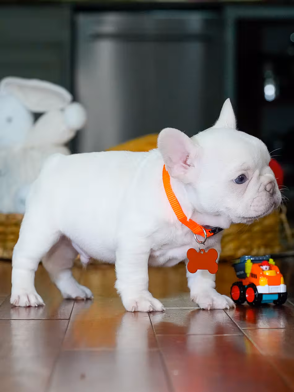 Male Platinum French Bulldog Puppy | AKC Registered