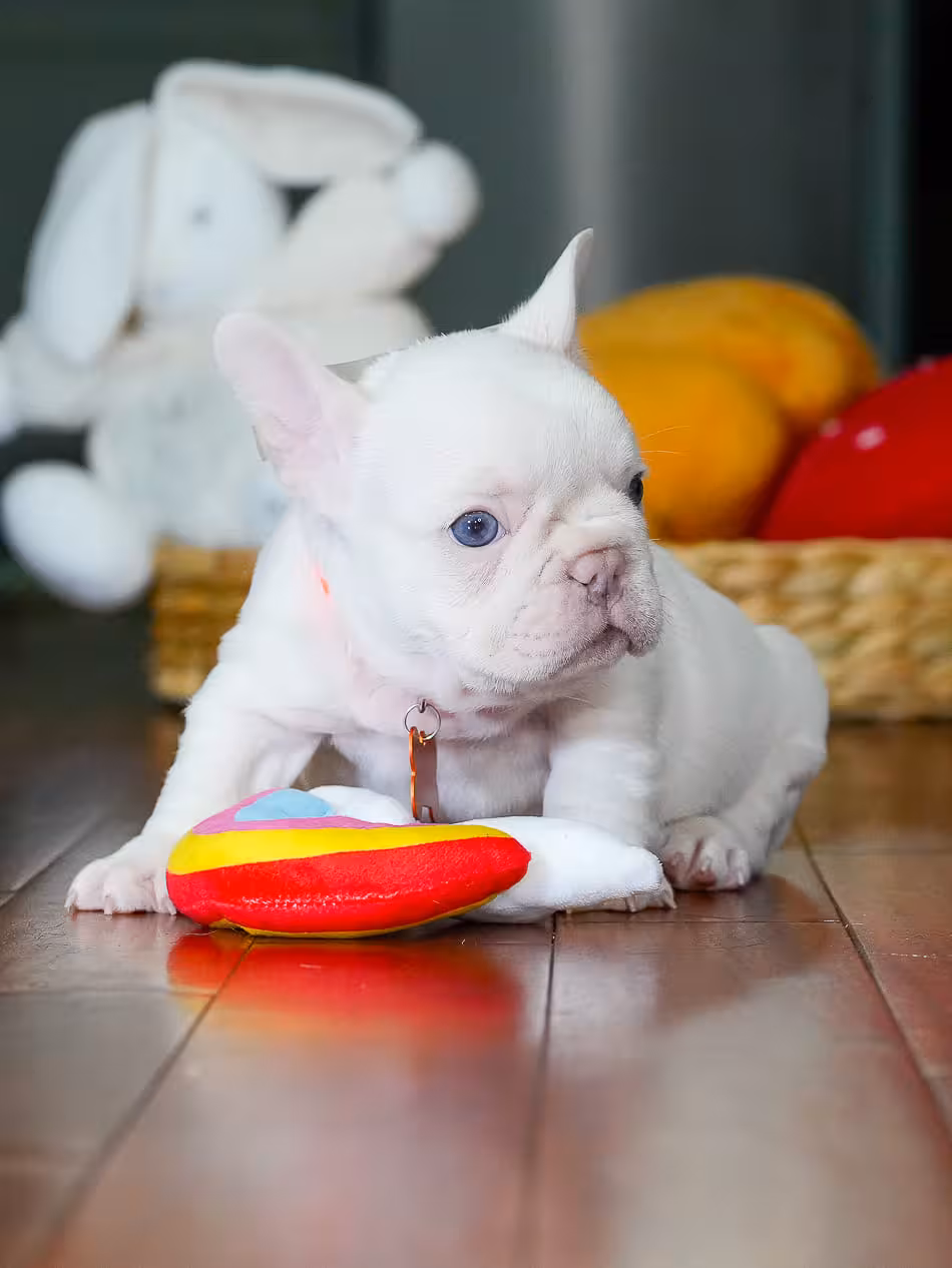 Male Platinum French Bulldog Puppy | AKC Registered