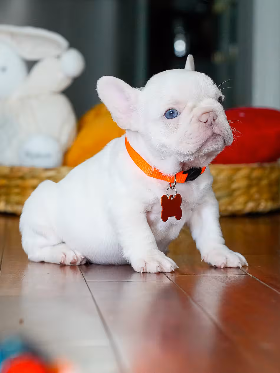 Male Platinum French Bulldog Puppy | AKC Registered