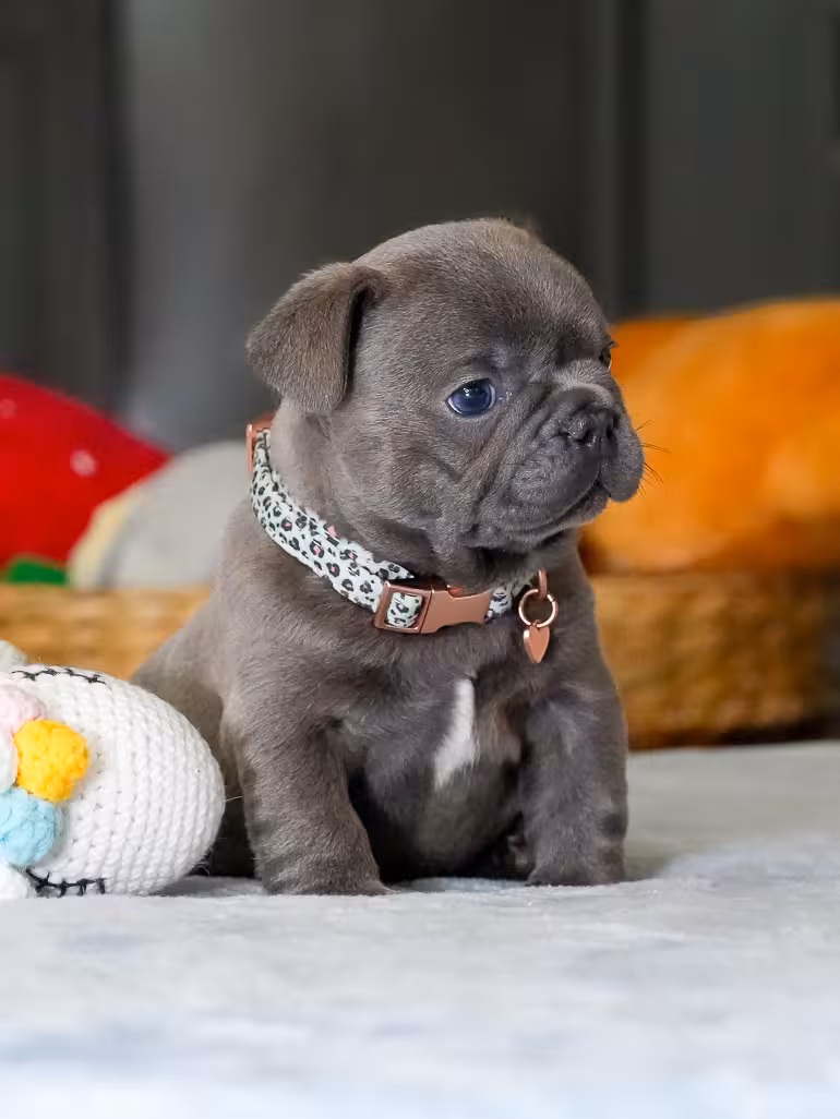 Male Blue French Bulldog Puppy | AKC Registered