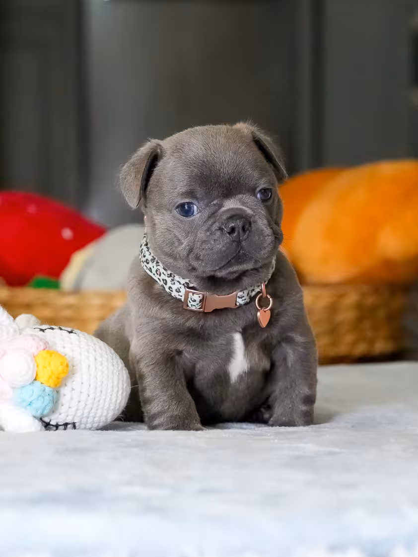 Male Blue French Bulldog Puppy | AKC Registered