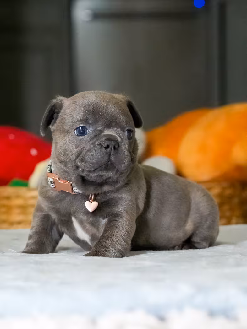 Male Blue French Bulldog Puppy | AKC Registered