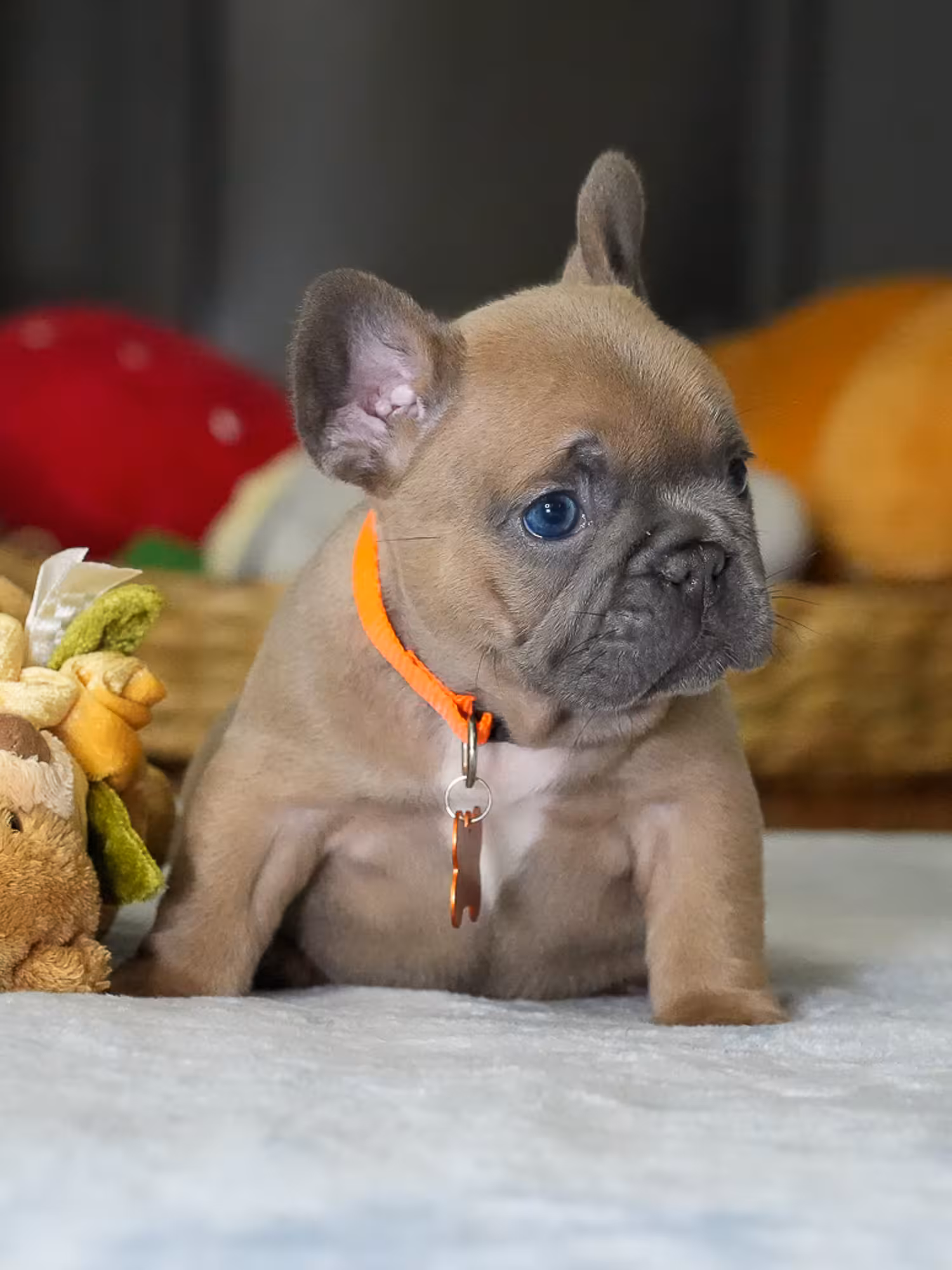 Female Fawn French Bulldog Puppy | AKC Registered