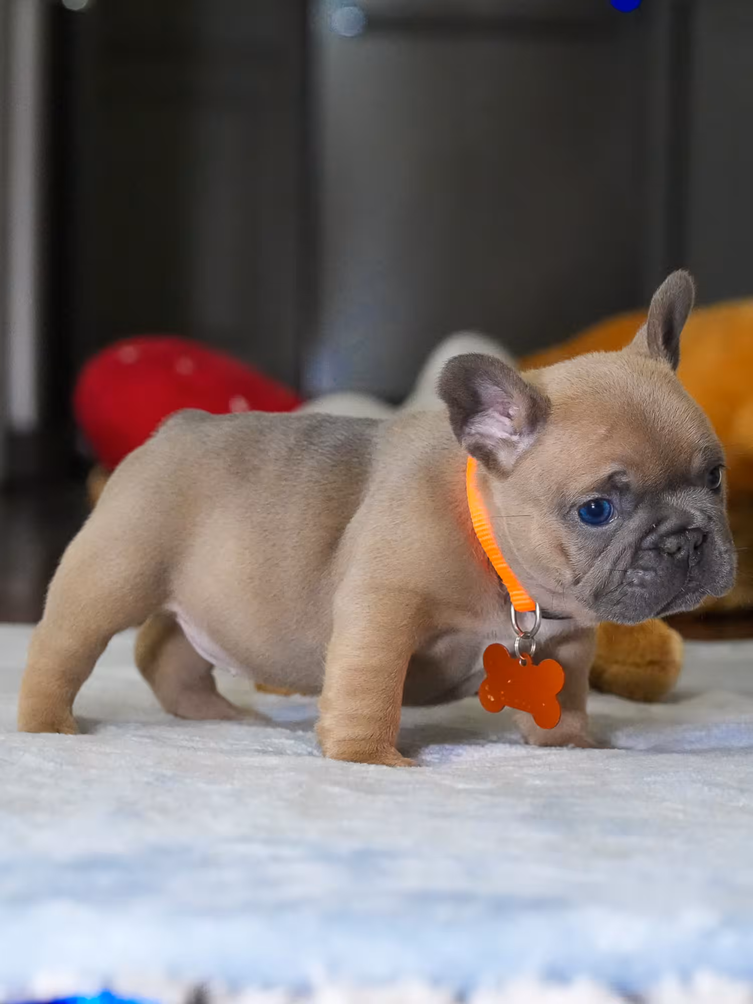 Female Fawn French Bulldog Puppy | AKC Registered
