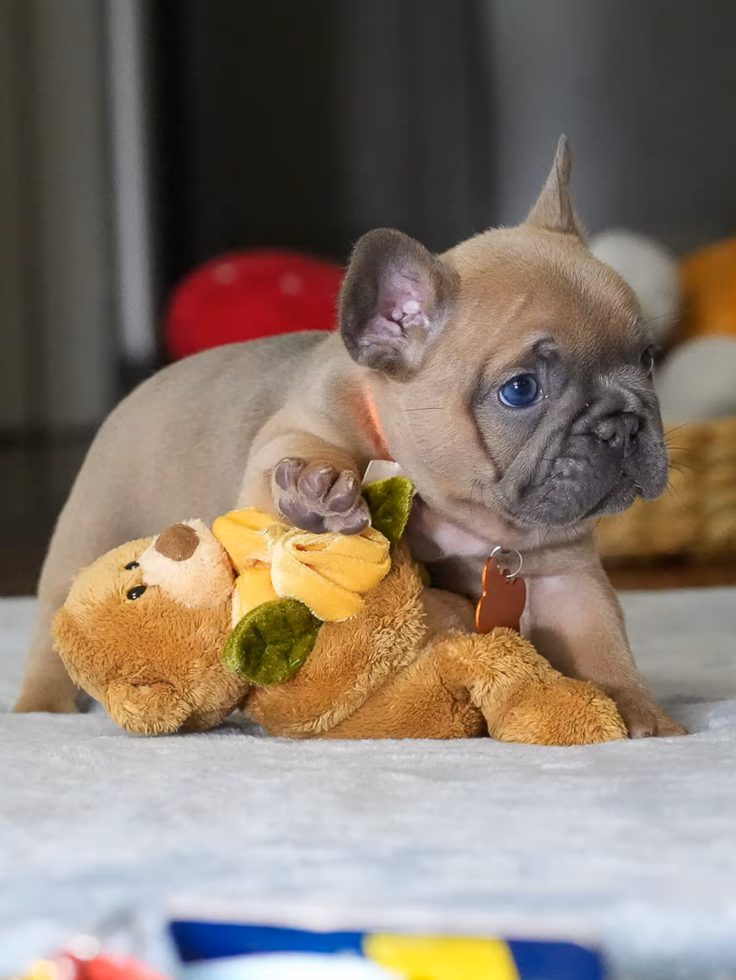 Female Fawn French Bulldog Puppy | AKC Registered