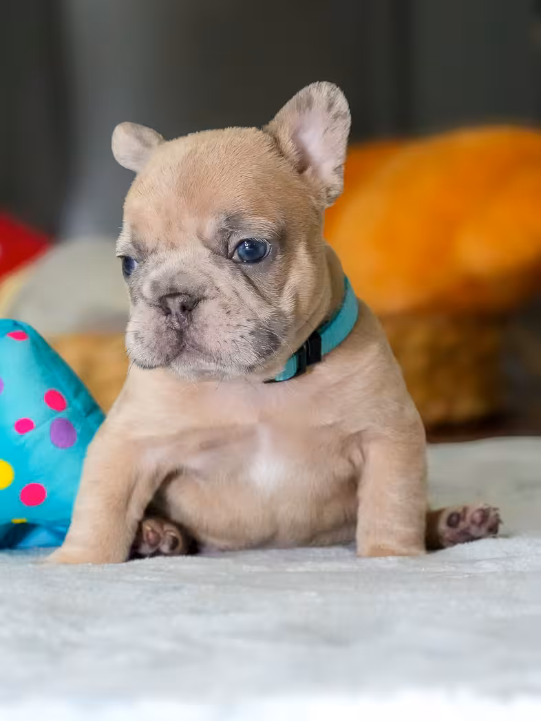 Male Fawn Merle French Bulldog Puppy | AKC Registered