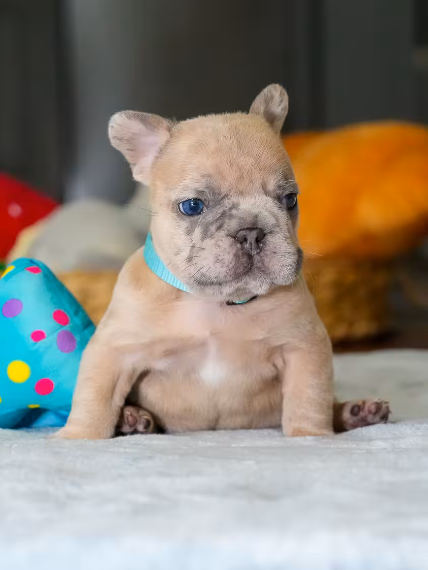 Male Fawn Merle French Bulldog Puppy | AKC Registered