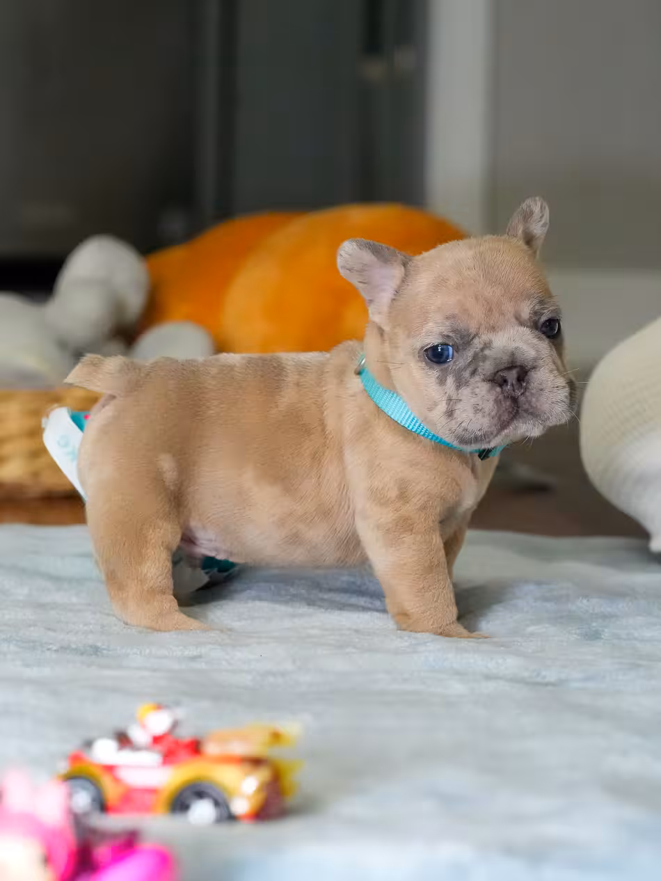 Male Fawn Merle French Bulldog Puppy | AKC Registered