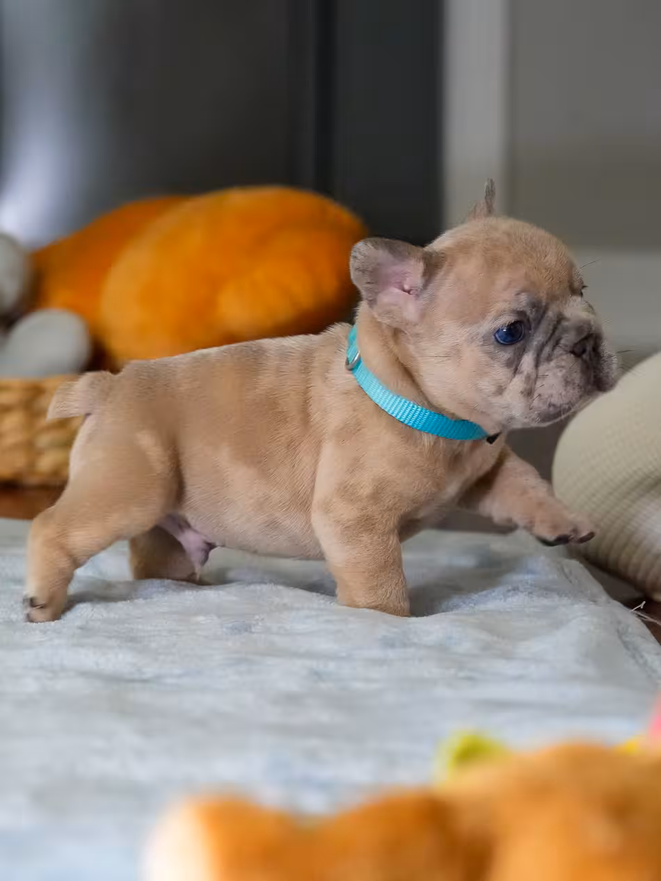Male Fawn Merle French Bulldog Puppy | AKC Registered