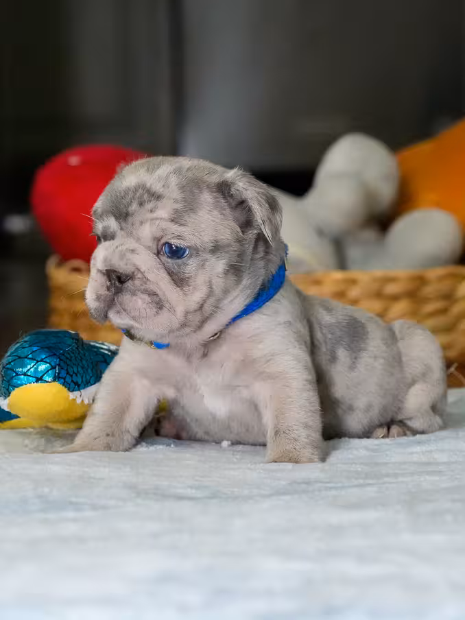 Male Blue Merle French Bulldog Puppy | AKC Registered