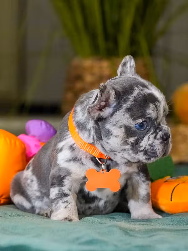 Male Blue Merle French Bulldog Puppy for Sale | AKC Registered
