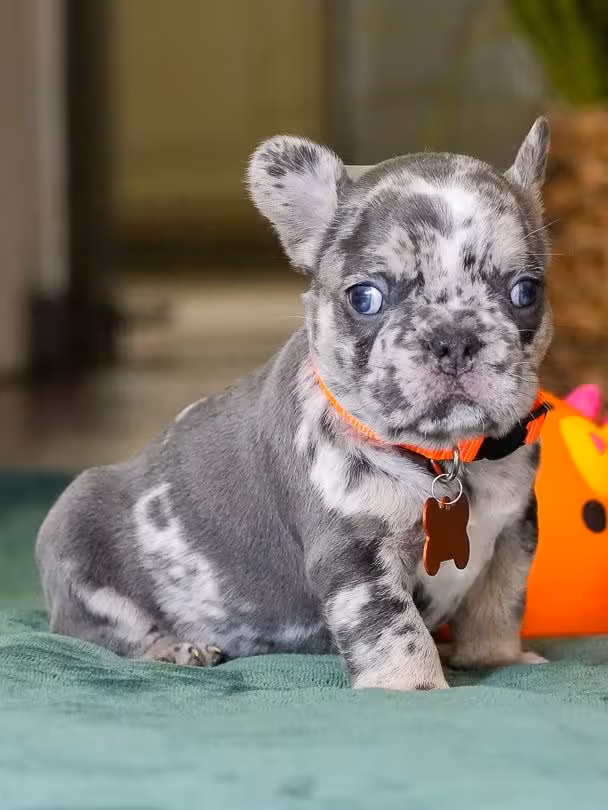 Male Blue Merle French Bulldog Puppy for Sale | AKC Registered