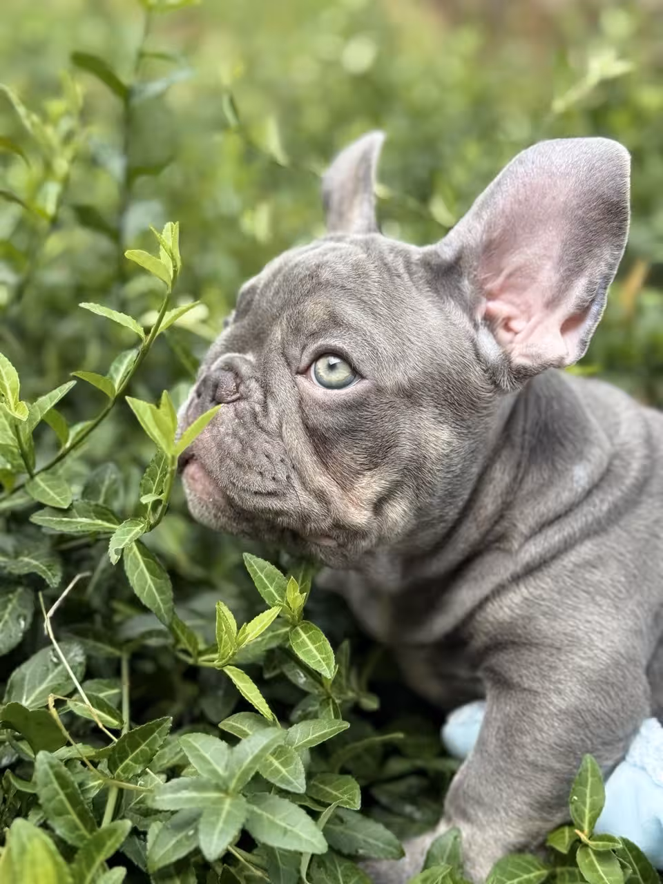 Frech Bulldog 🐶 puppy 🐶 Male 🐶