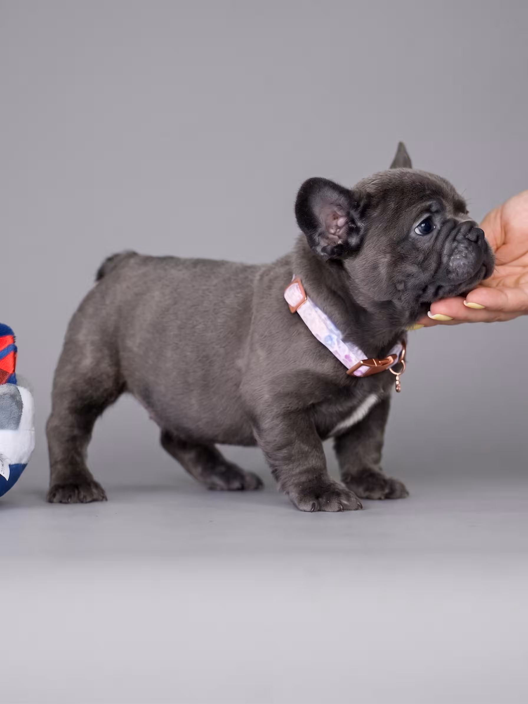Male Blue French Bulldog Puppy