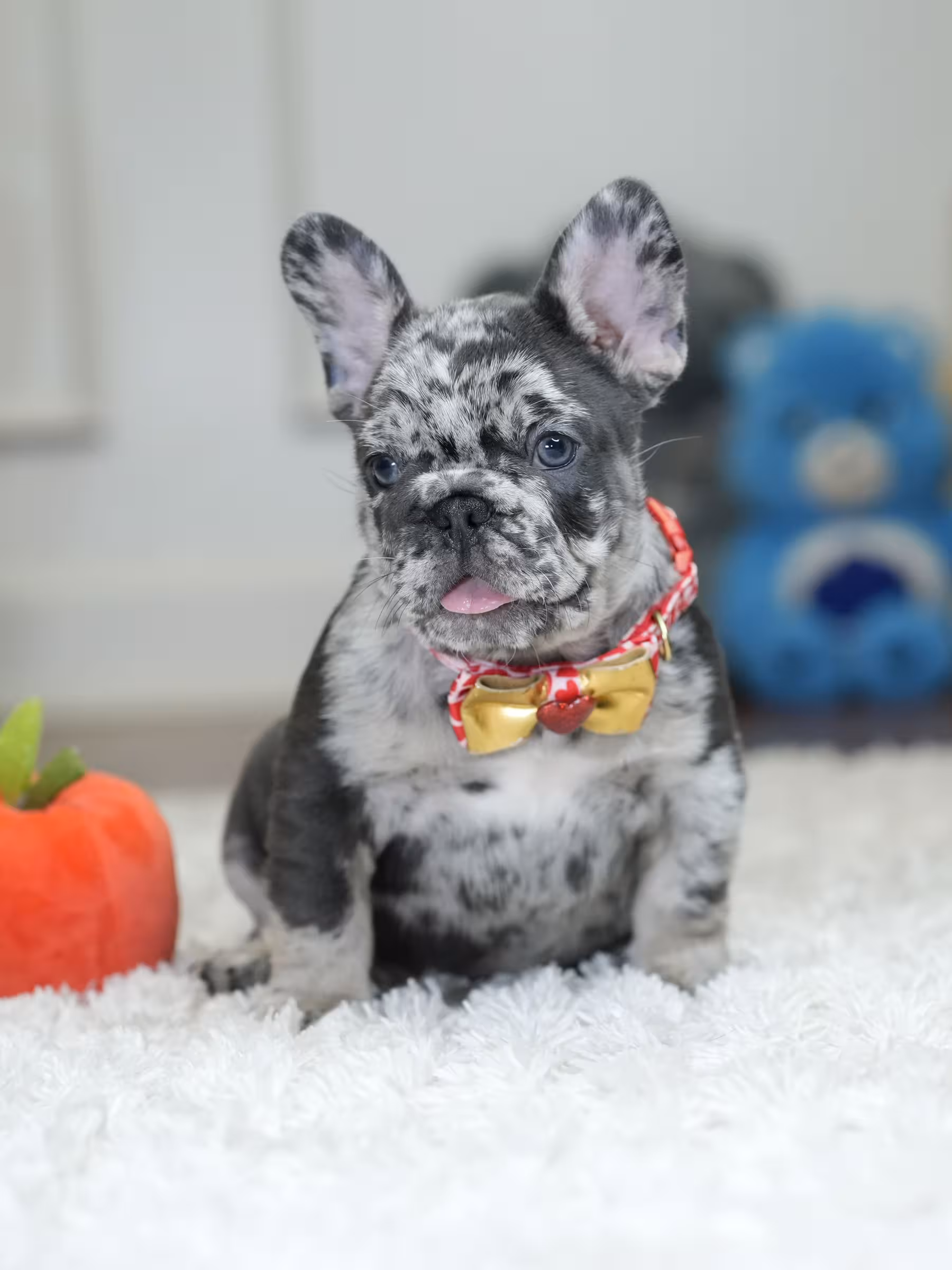 Male French Bulldog puppy in Cumming, Georgia