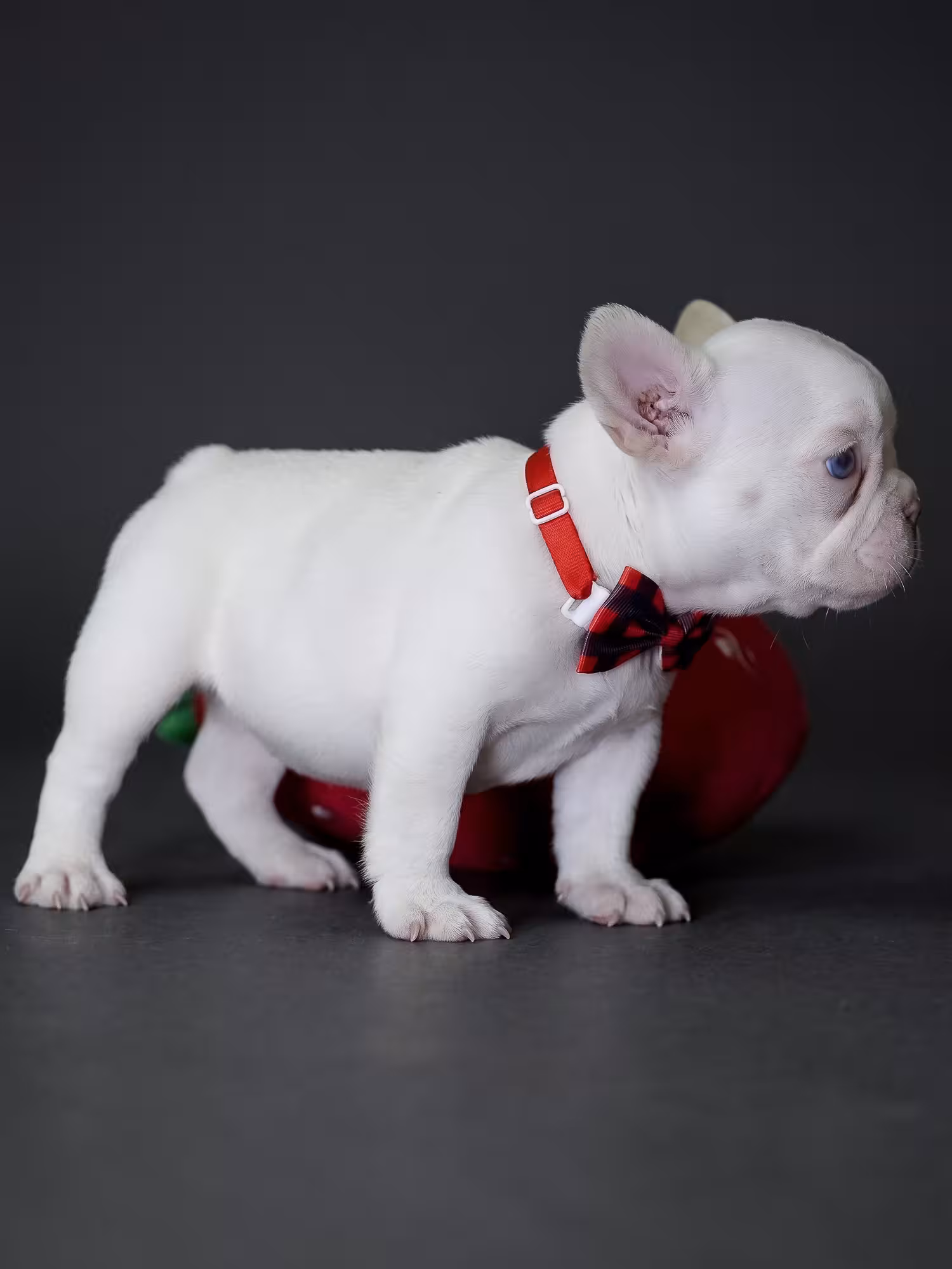 Female Platinum French Bulldog Puppy on Sale in Cumming GA | Bestfrench Puppies
