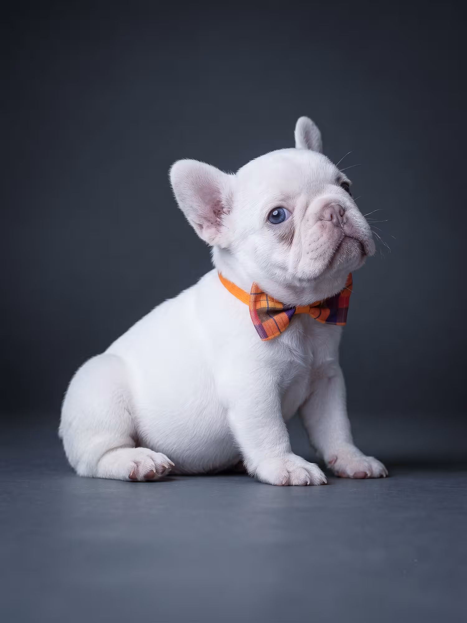 Female Platinum French Bulldog Puppy on Sale in Cumming GA | Bestfrench Puppies