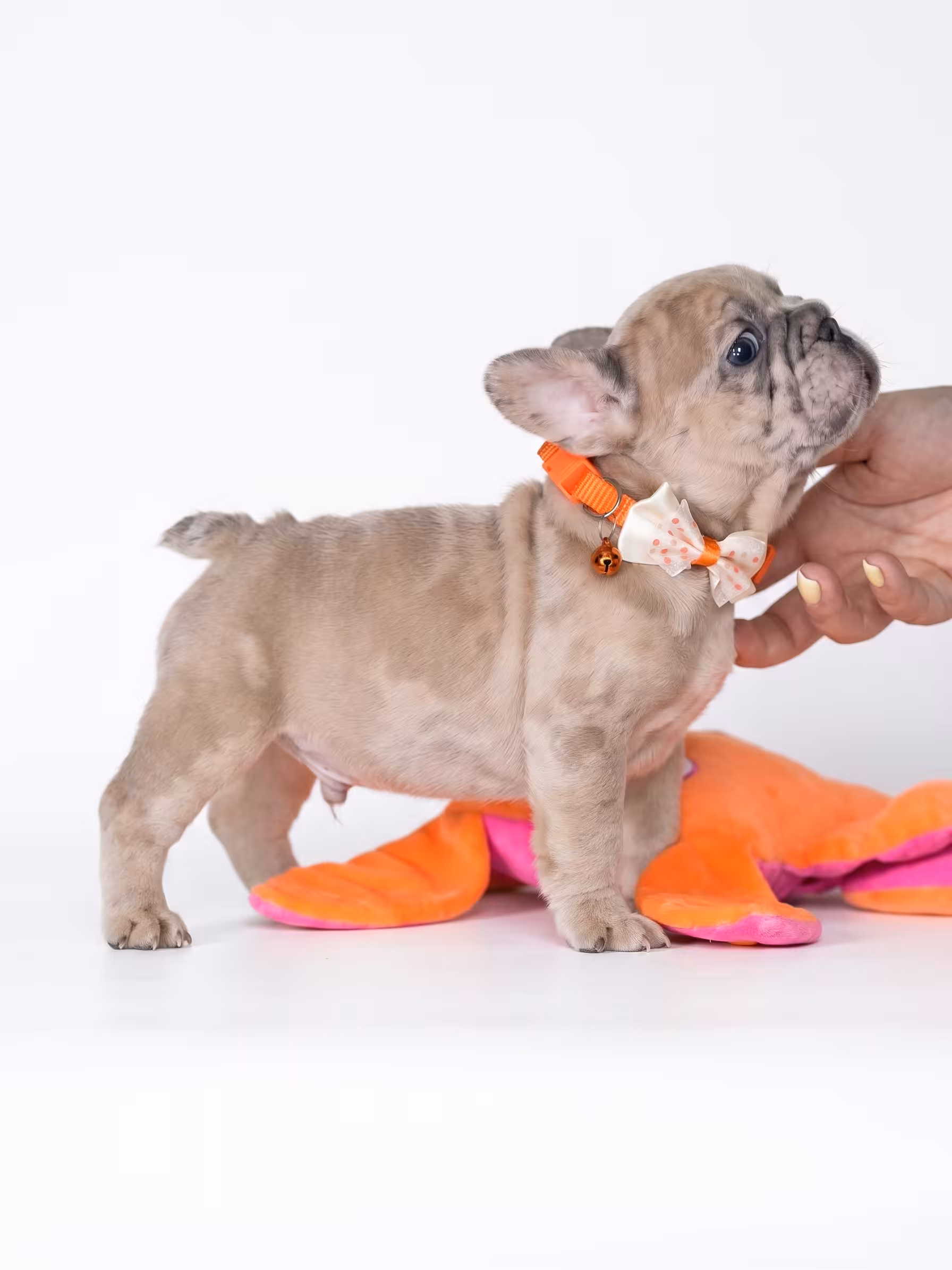 Male Fawn Merle French Bulldog Puppy for Sale in Cumming GA | Bestfrench Puppies
