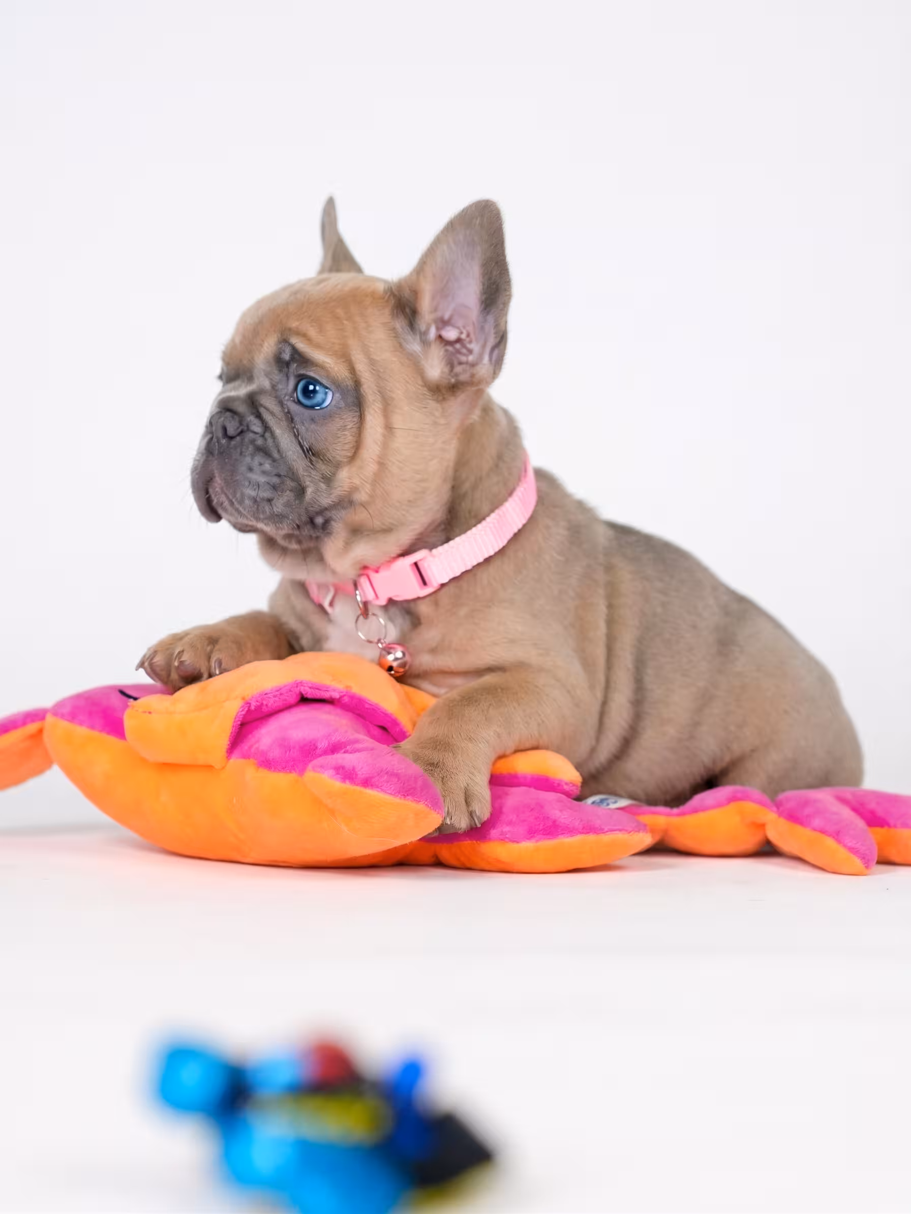 Female Fawn French Bulldog Puppy for Sale in Cumming GA | Bestfrench Puppies