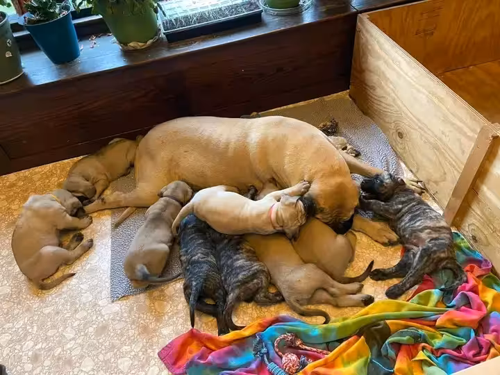 ENGLISH MASTIFF PUPPIES — LOOKING FOR THEIR FOREVER HOMES ✨🐾