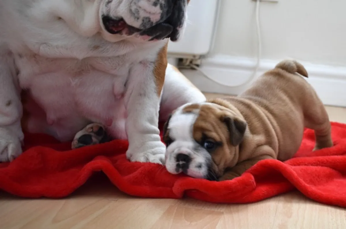 English Bulldog puppies male and female available.