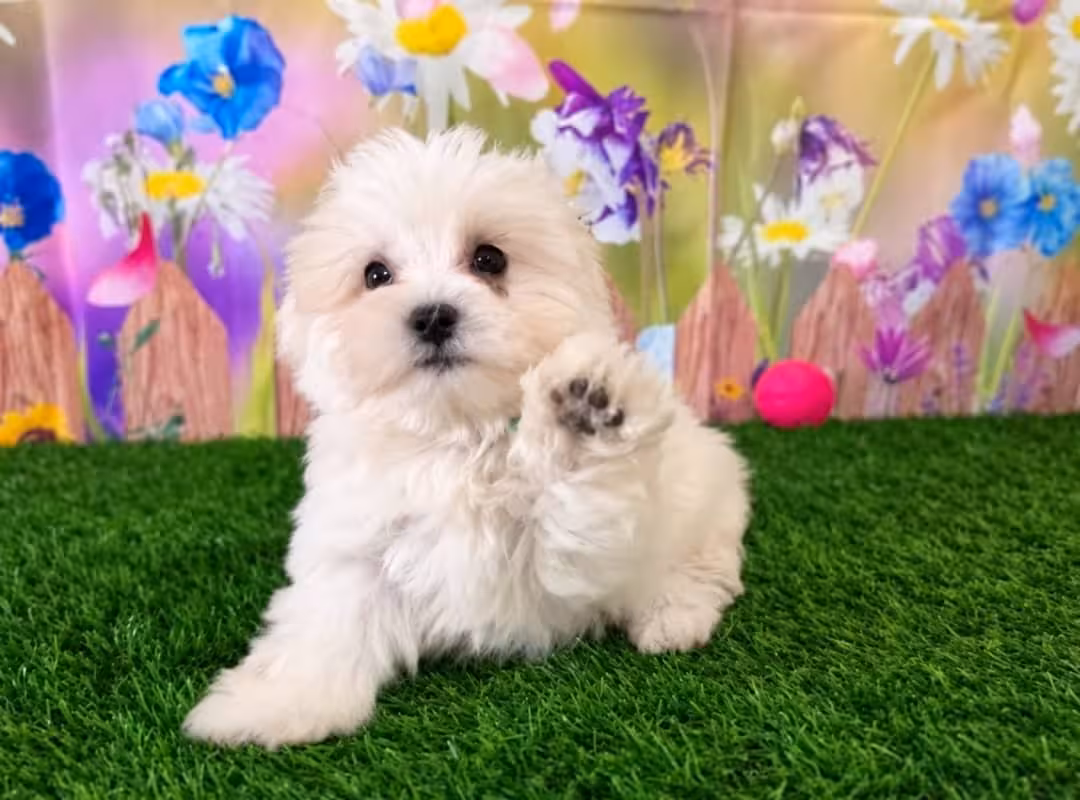 Female Maltese puppy in Atlanta, Georgia