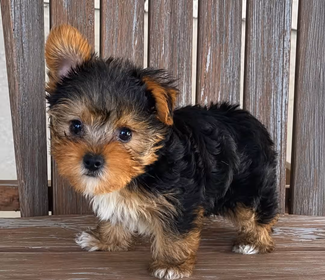 Adorable Puppy Looking for a Loving Home