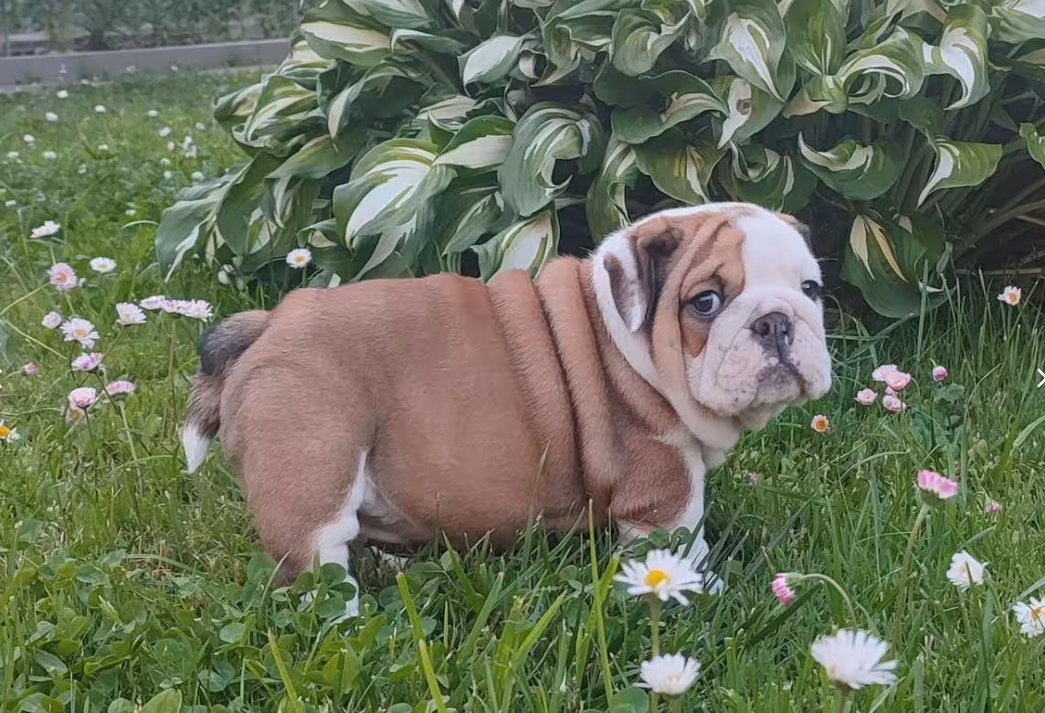 Title: Female English Bulldog Puppy - Born June 24, 2026 | AKC Registered