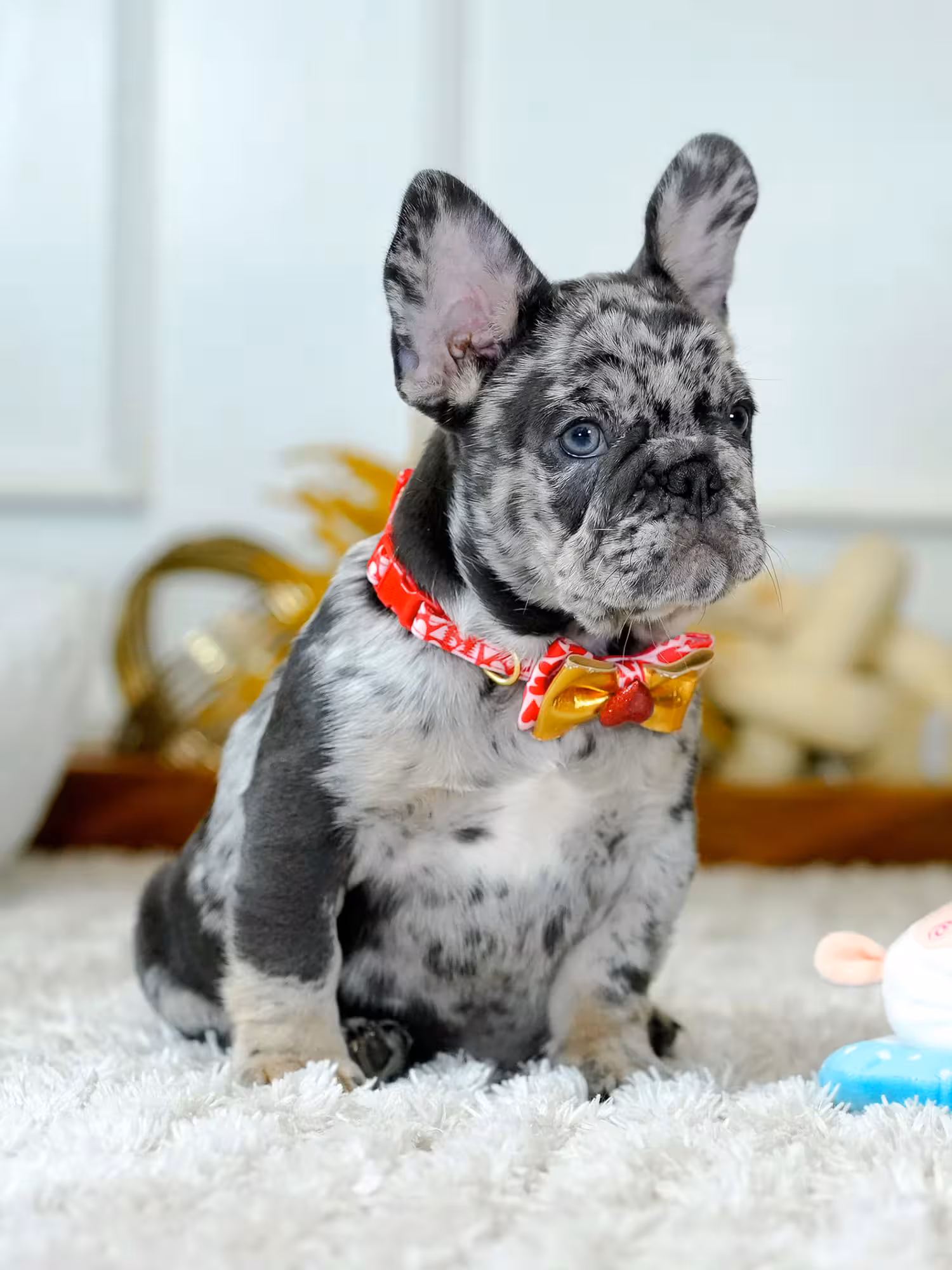 Male French Bulldog puppy in Cumming, Georgia