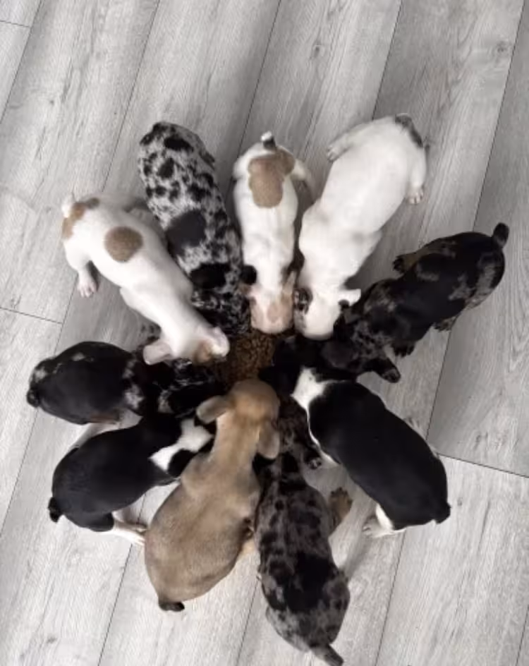 FRENCH BULLDOG PUPPIES — READY FOR THEIR FOREVER HOMES ❤️