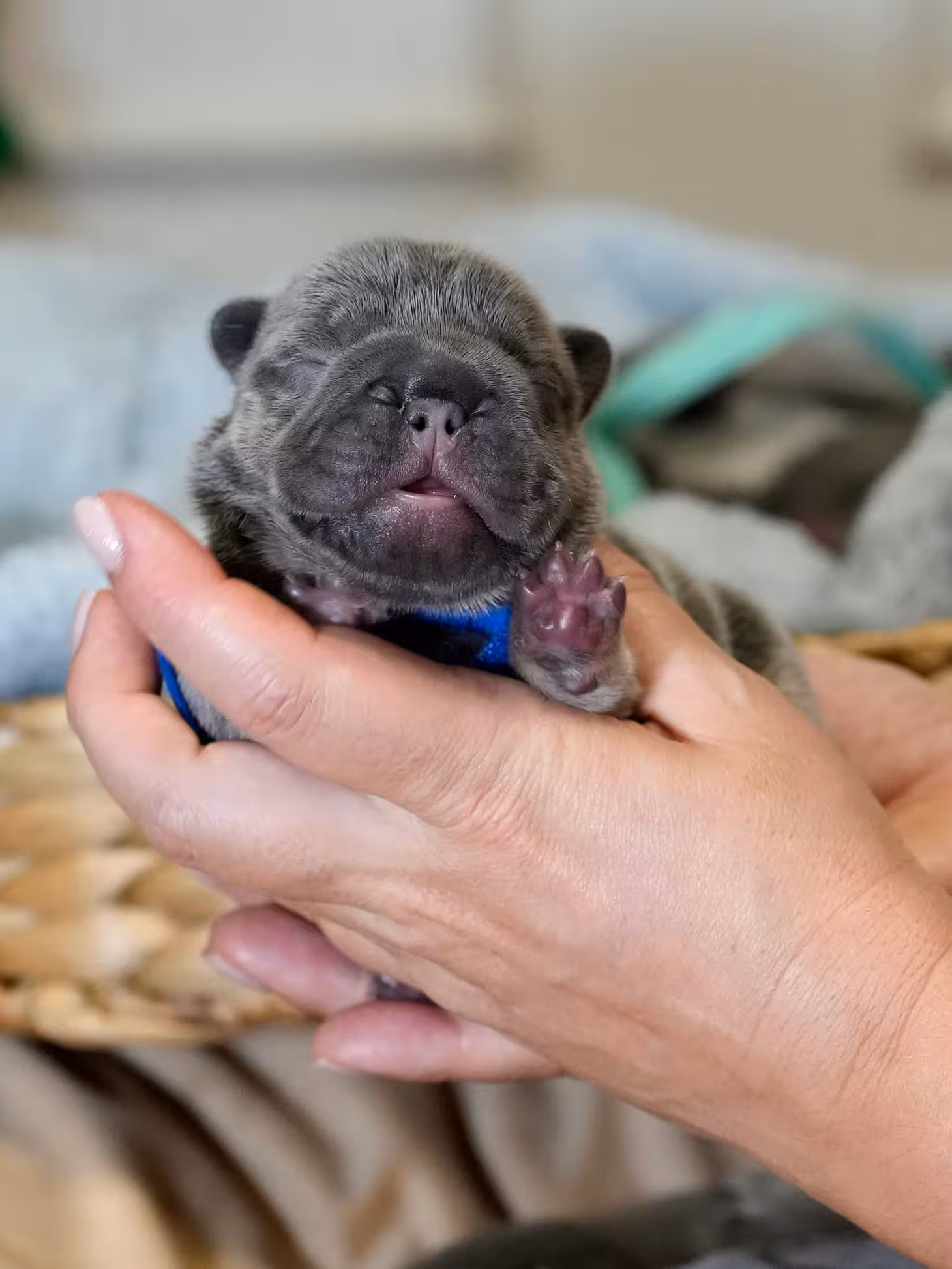 AKC Registered Blue Male French Bulldog Puppy – Ready November 6