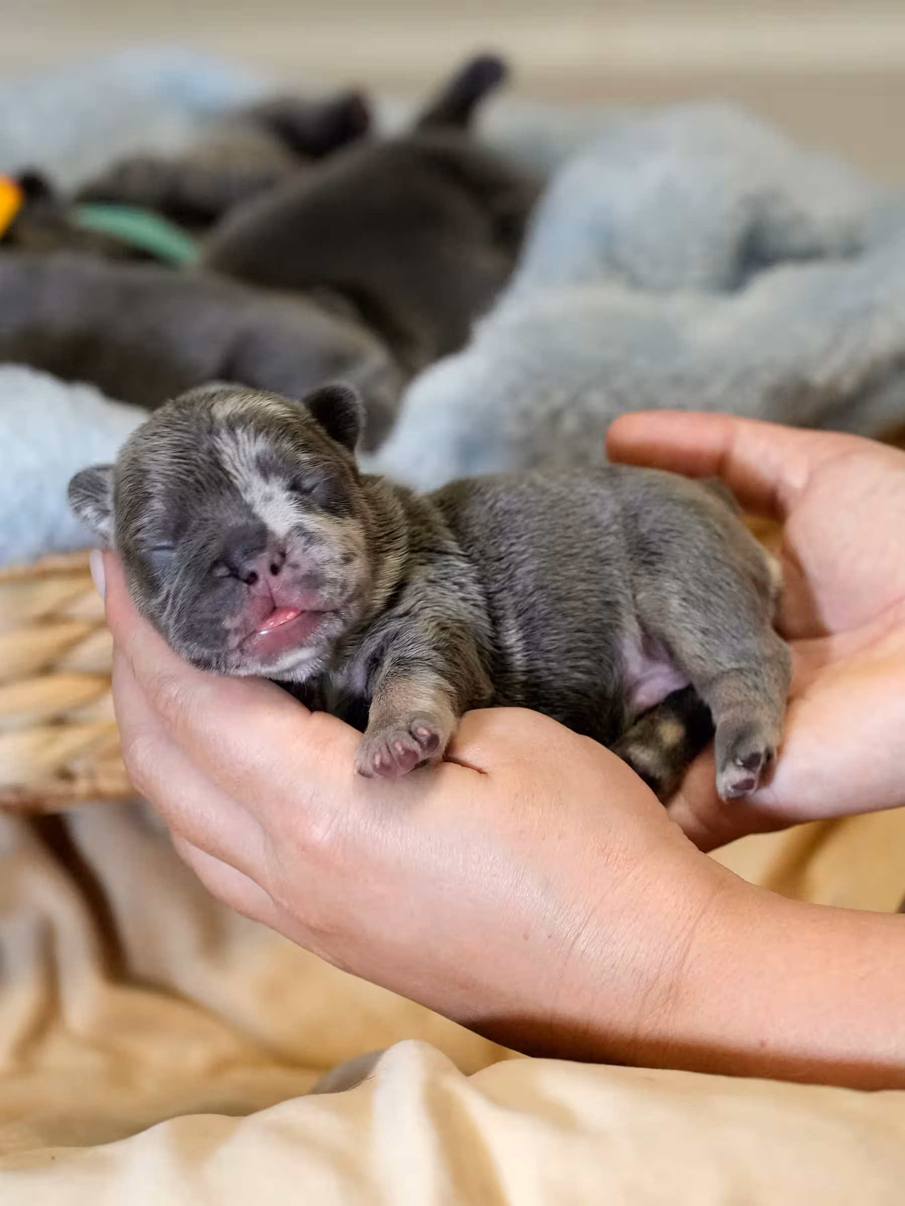 AKC Registered Blue Merle Female French Bulldog Puppy – Ready November 6